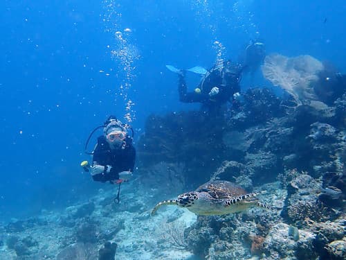 サンゴ礁の上をウミガメと一緒に泳ぐ2名のダイバーの海景