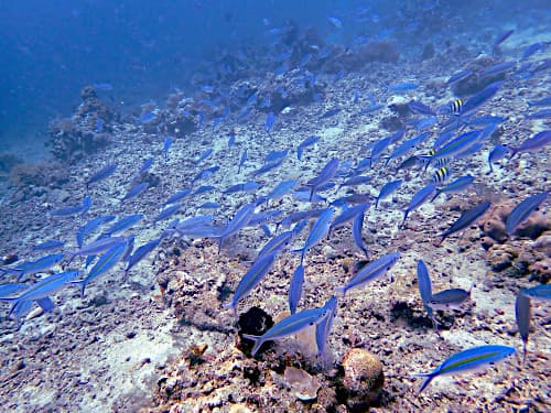 バリ島のサンゴ礁の海に群れるたくさんのササムロ
