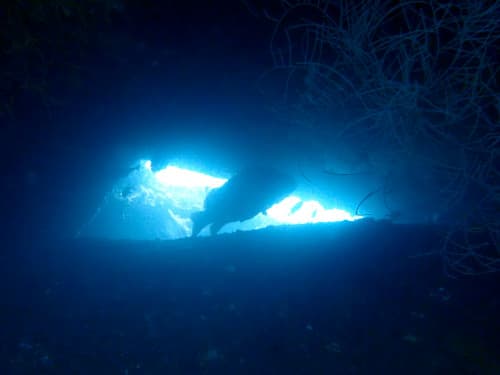 トランベンの沈船に潜むアカマダラハタ