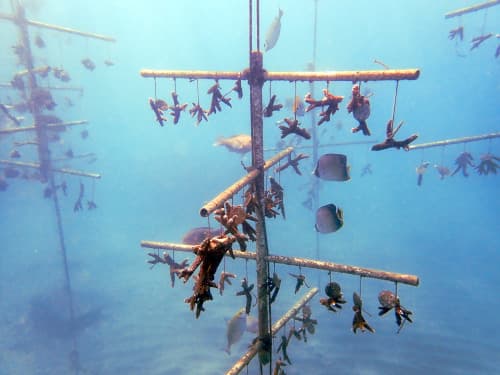 海中の手作りサンゴツリー漁礁