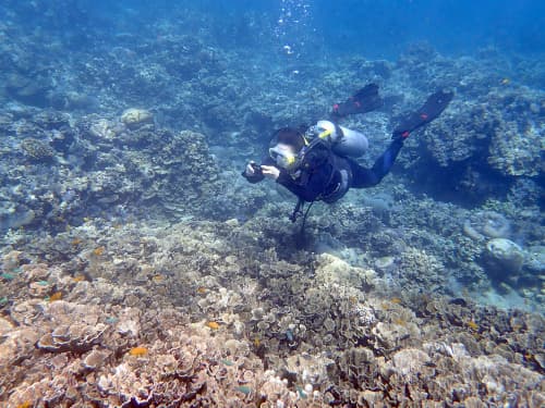 バリ島のサンゴ礁のダイビングポイントで水中撮影を楽しむ女性ダイバー