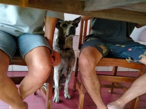 テーブルの下でご飯をねだるバリ犬