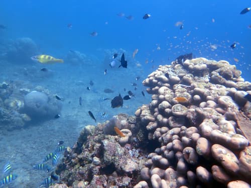 バリ島アメッドのサンゴ礁とたくさんのお魚の海景