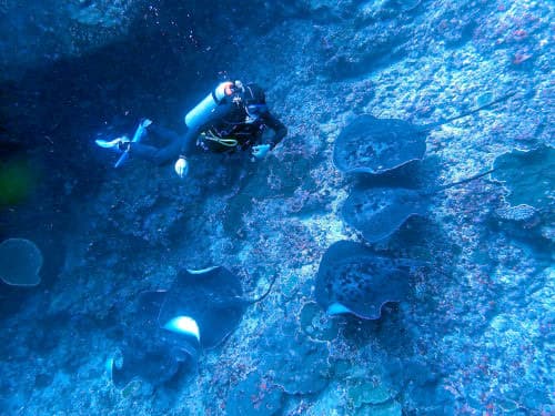 バリ島ヌサペニダのマダラエイの群れを上から撮影するベテランダイバー