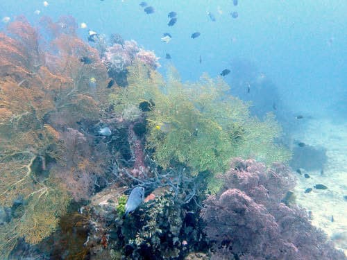 バリ島のイソバナの海景