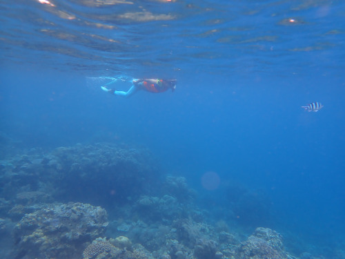 バリ島アメッドのシュノーケリングでサンゴ礁を眺めながら水面を泳ぐマダムシュノーケラー