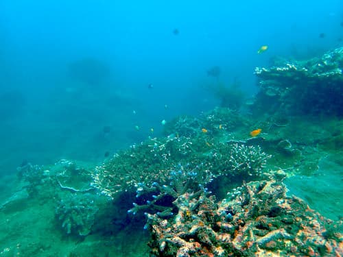 バリ島サヌールのダイビングポイント「ウィリス」のサンゴ礁やお魚達が泳ぐの海景
