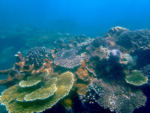 バリ島サヌールのダイビングポイント「ウィリス」のサンゴ礁の海景