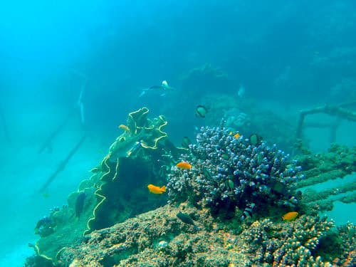 バリ島サヌールのダイビングポイント「ビギナーズ」のサンゴ礁やキュウセン、ベラなどの海景