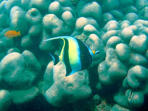 バリ島サヌールの海でダイビングした時に撮ったツノダシ