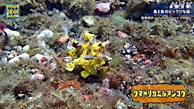 バリ島ダイビングで撮影した黄色のクマドリカエルアンコウの動画がNHKのギョギョっとサカナスターに使用して頂いた時の画面