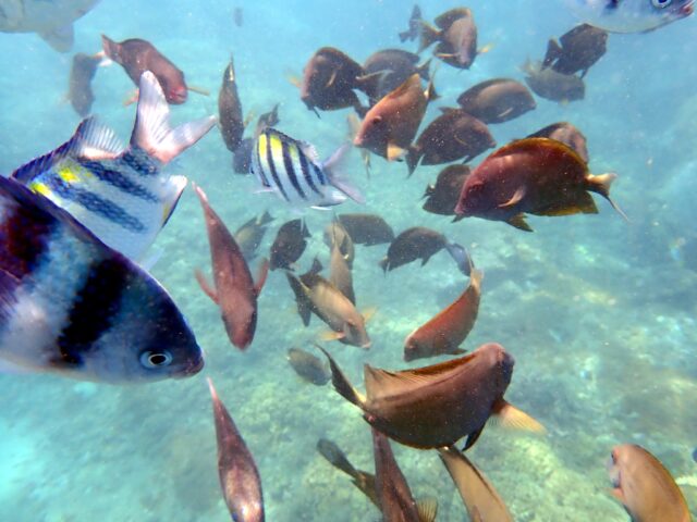 バリ島パダンバイのシュノーケリングで見られる手が届きそうなところに群れているたくさんのお魚達