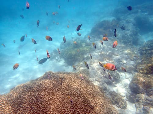 バリ島パダンバイのブルーラグーンに群れるたくさんのお魚達