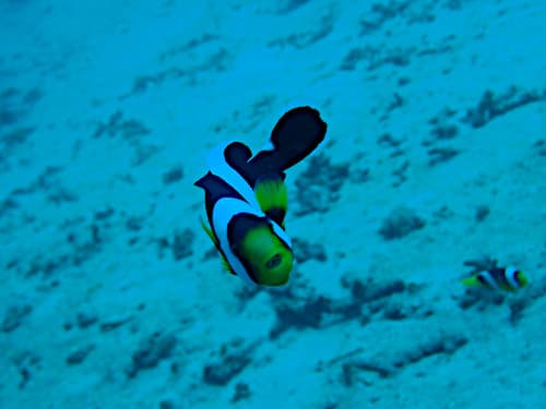 近くまで寄ってくるセバエアネモネフィッシュ