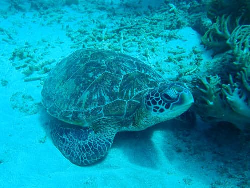 バリ島パダンバイで見たウミガメ