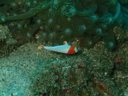 バリ島パダンバイのダイビングで見つけたイロブダイの幼魚