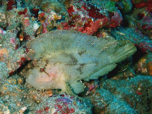 バリ島ダイビング中に見つけたハダカハオコゼの白