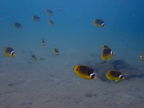 バリ島パダンバイで出逢ったチョウハンの群れ