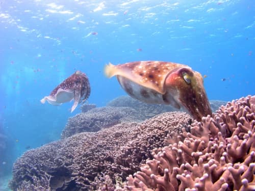 エダサンゴの隙間に産卵するコブシメ