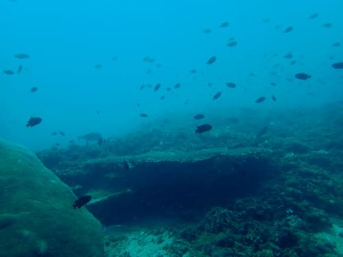 バリ島パダンバイのサンゴ礁やたくさんのお魚達の海景
