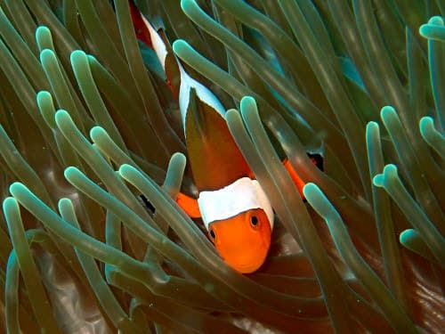 バリ島ダイビング中に見つけたイソギンチャクの中のカクレクマノミ