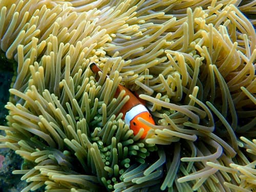 バリ島のシュノーケリングで見かけたイソギンチャクに棲むカクレクマノミ