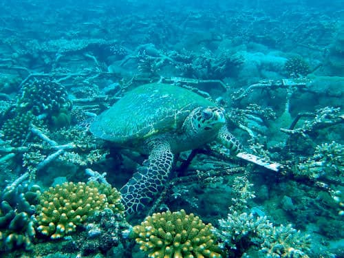 バリ島パダンバイのサンゴの育成場で出逢ったウミガメ