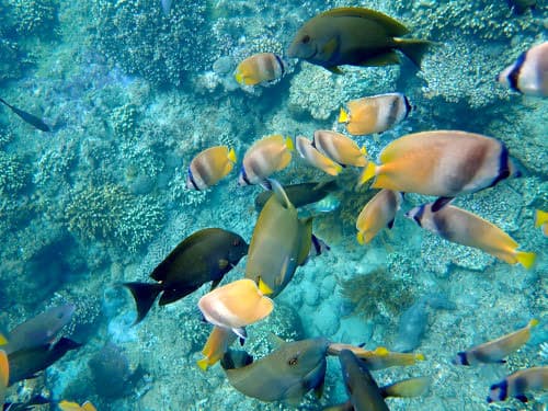 パダンバイシュノーケリングで見たたくさんのお魚達