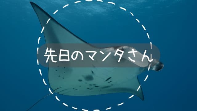 ダイビング中に出逢った大きく鰭を広げて優雅に泳ぐバリ島のマンタ