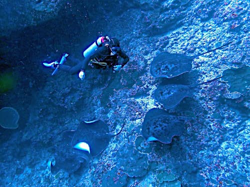 バリ島ヌサペニダでマダラエイの群れの上を泳ぐベテランダイバー