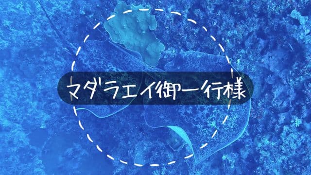 バリ島ヌサペニダのマダラエイの群れ