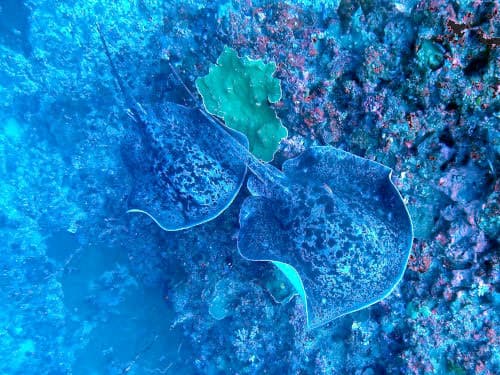 バリ島ヌサペニダのクリスタルベイで遭遇した大きなマダラエイの群れ