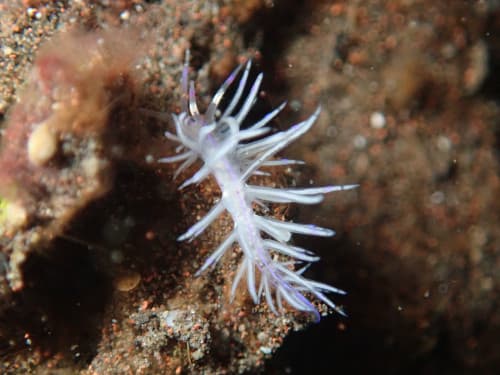 サンドラミノウミウシ