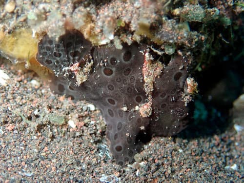 イロカエルアンコウ