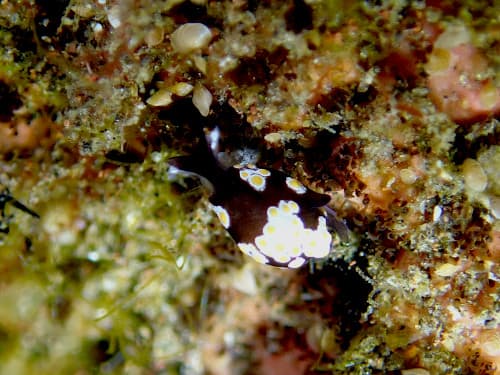 トンプソンアワツブガイ