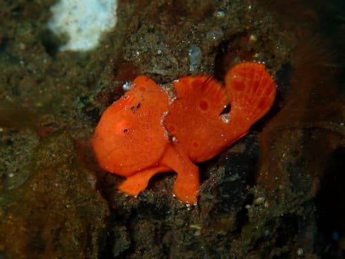 赤のイロカエルアンコウ