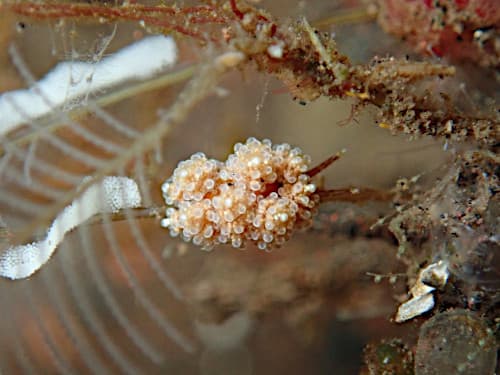 マツカサウミウシ属の一種 8かもしれない