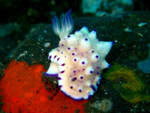 レンゲウミウシ