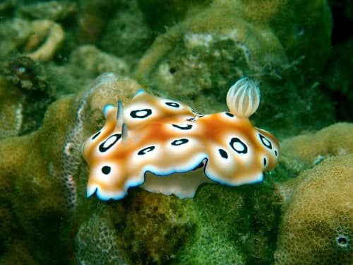 ヒョウモンウミウシ