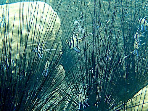 バリ島ダイビングで見ることができるガンガゼの針の中に隠れているバンガイカーディナルフィッシュ