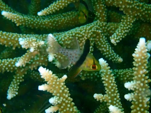 バリ島のマクロダイビングで見つけたエダサンゴの中に隠れているマンジュウイシモチ