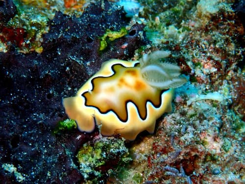 フジナミイロウミウシ