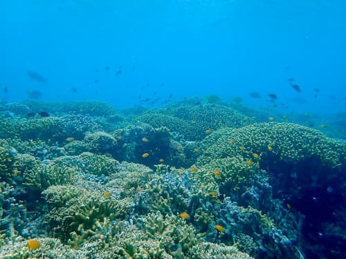 ムンジャンガンのサンゴ礁の海景