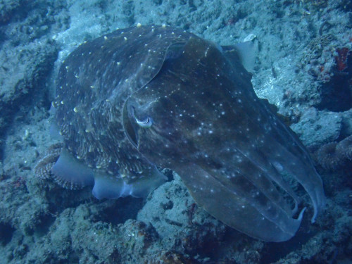 巨大なコブシメ