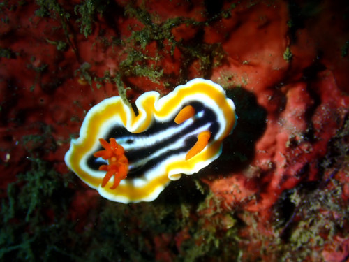 シライトウミウシ