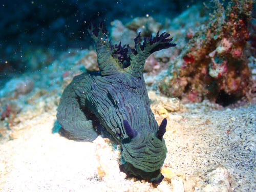 ミラーリュウグウウミウシ