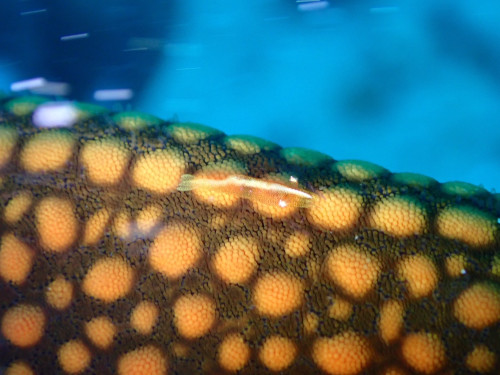 ヒトデヤドリエビ