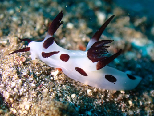 チョビヒゲウミウシ