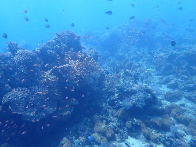 アメッドのイソバナの根に群れるキンギョハナダイの群れ