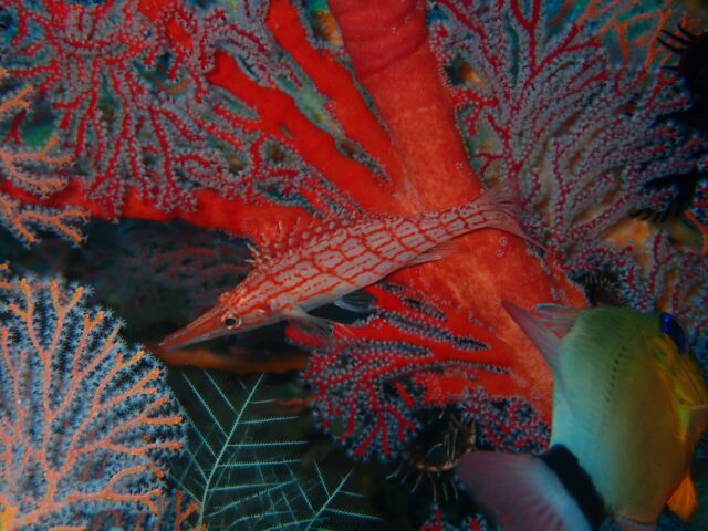 バリ島アメッドのピラミッドでダイビング中にであったクダゴンベ